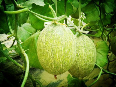 濟(jì)南市振興十大農(nóng)業(yè)特色產(chǎn)業(yè)暨&ldquo;菜籃子&rdquo;工程現(xiàn)場推進(jìn)會走進(jìn)刁鎮(zhèn)