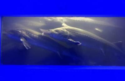 中國(guó)魚(yú)子醬第一股清江鱘龍漁業(yè)